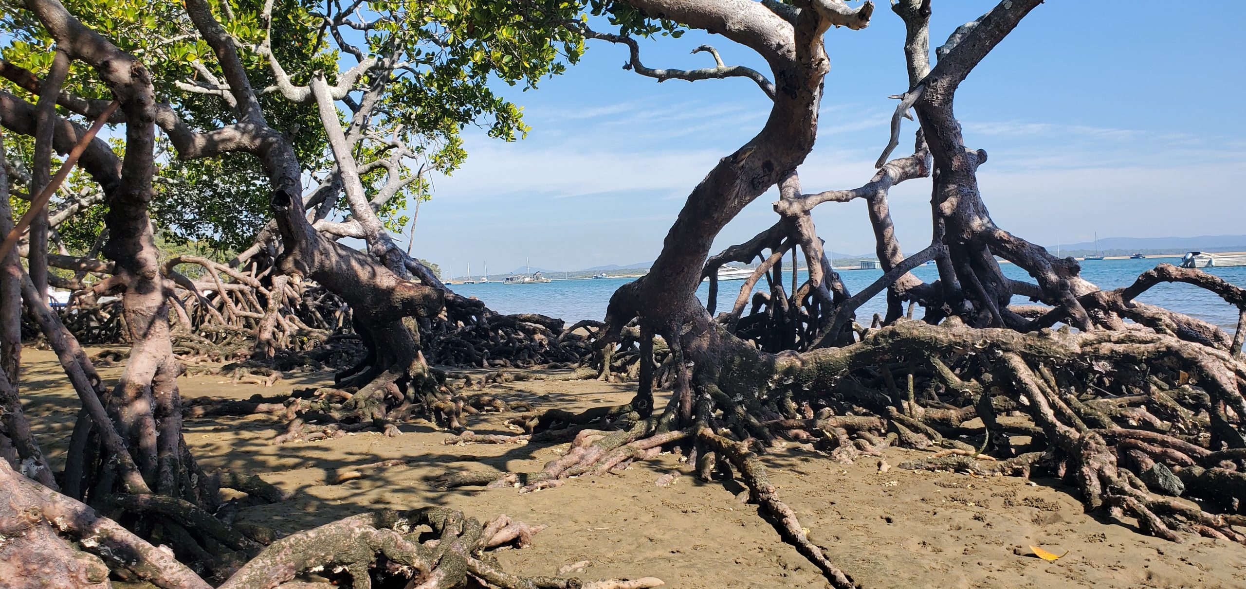 Mangroves in the foreground adn blue water behind