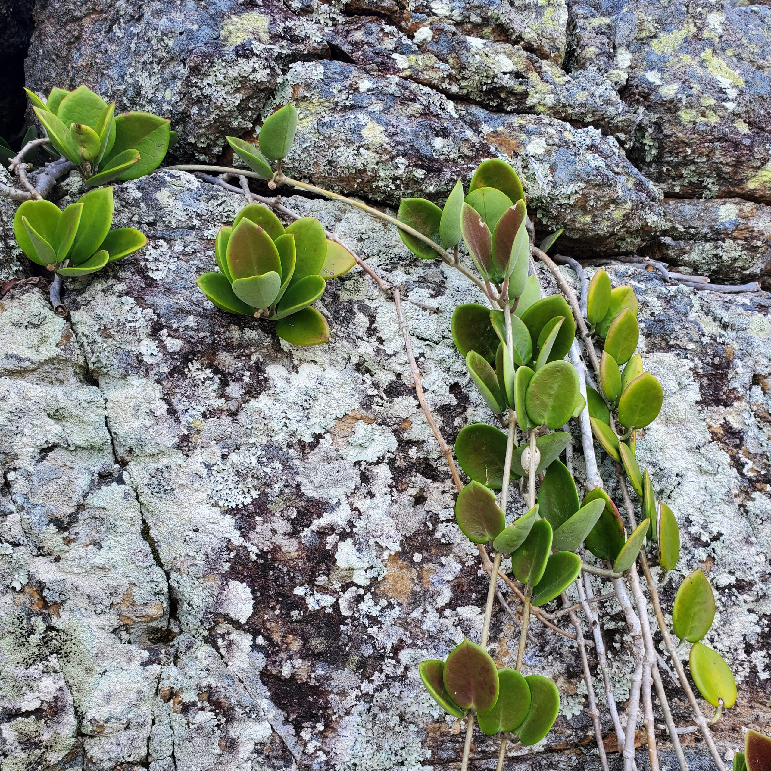 Vines over rock