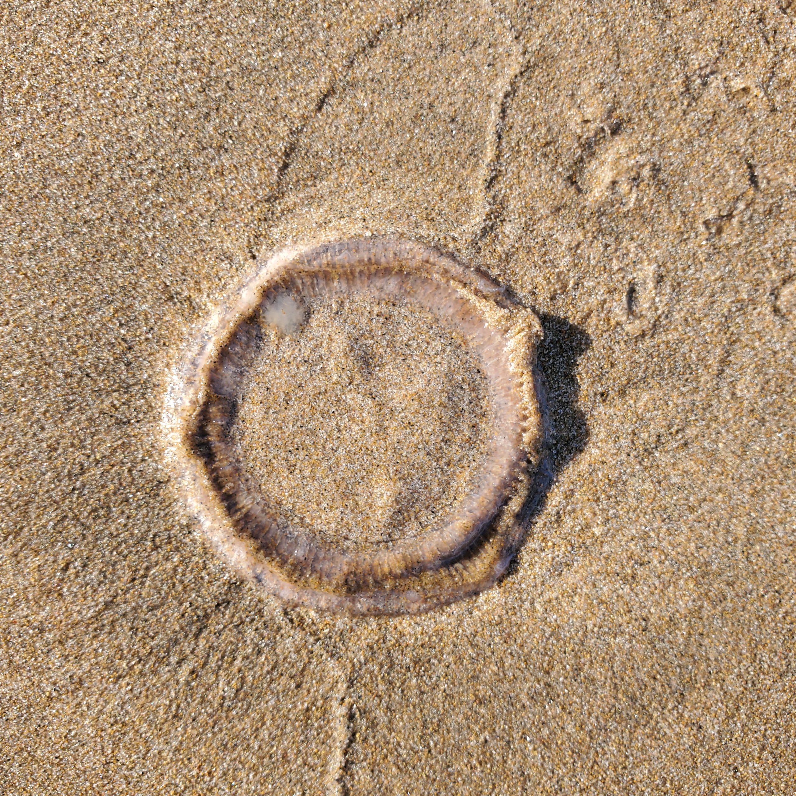Jelly fish dehydrating in the sand