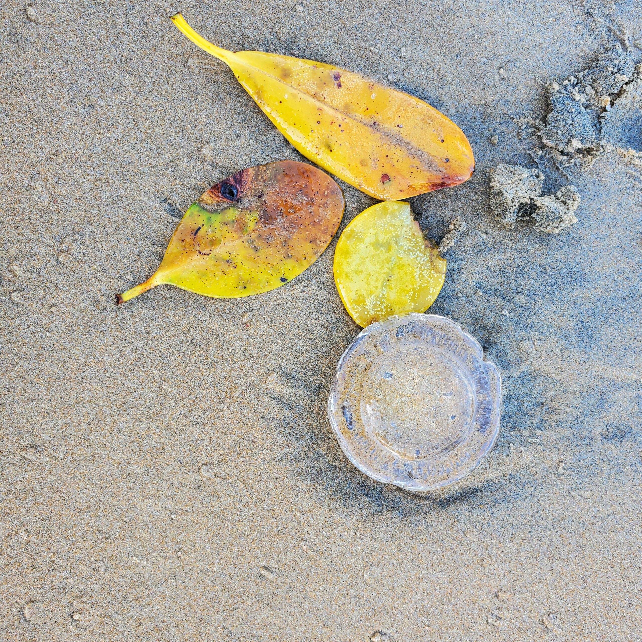 Jelly fish in the sand