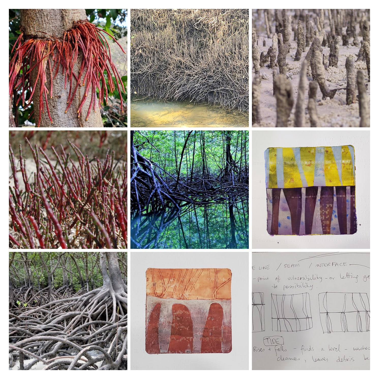 Collage of mangrove imagery and sketches